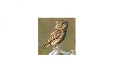 Wise up on owls during half-term