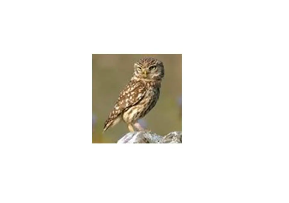 Wise up on owls during half-term