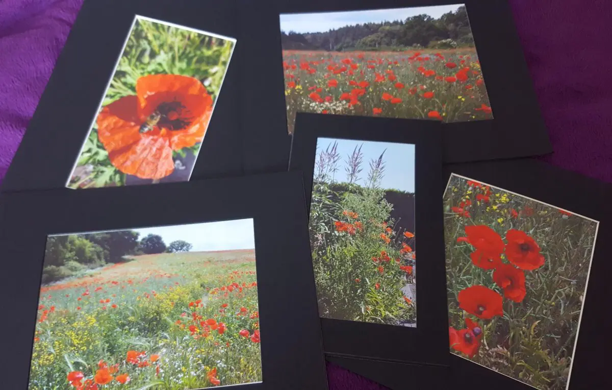 Take part in our Commemorative Poppy Exhibition
