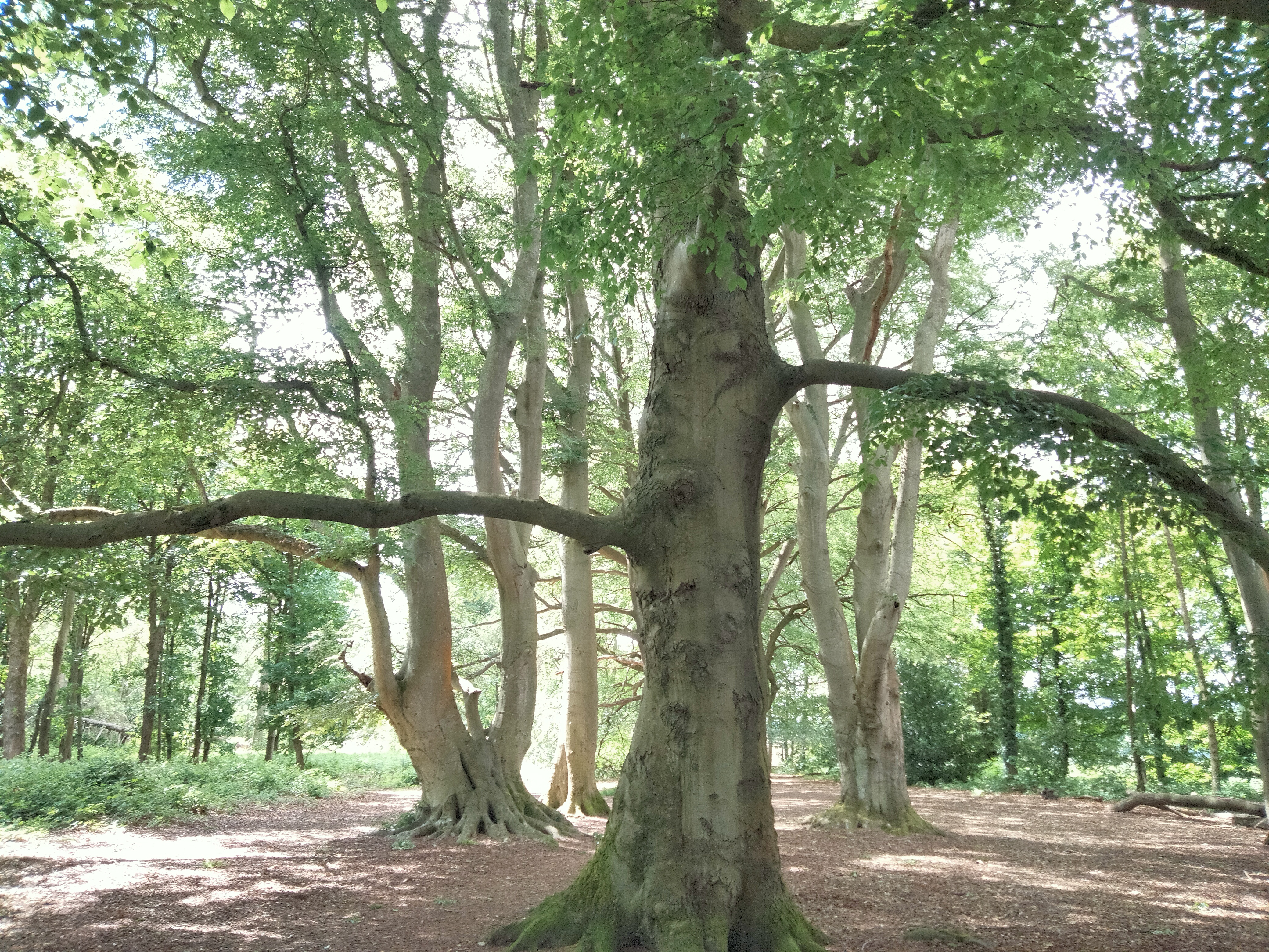 Beech trees in Gorse Covert
