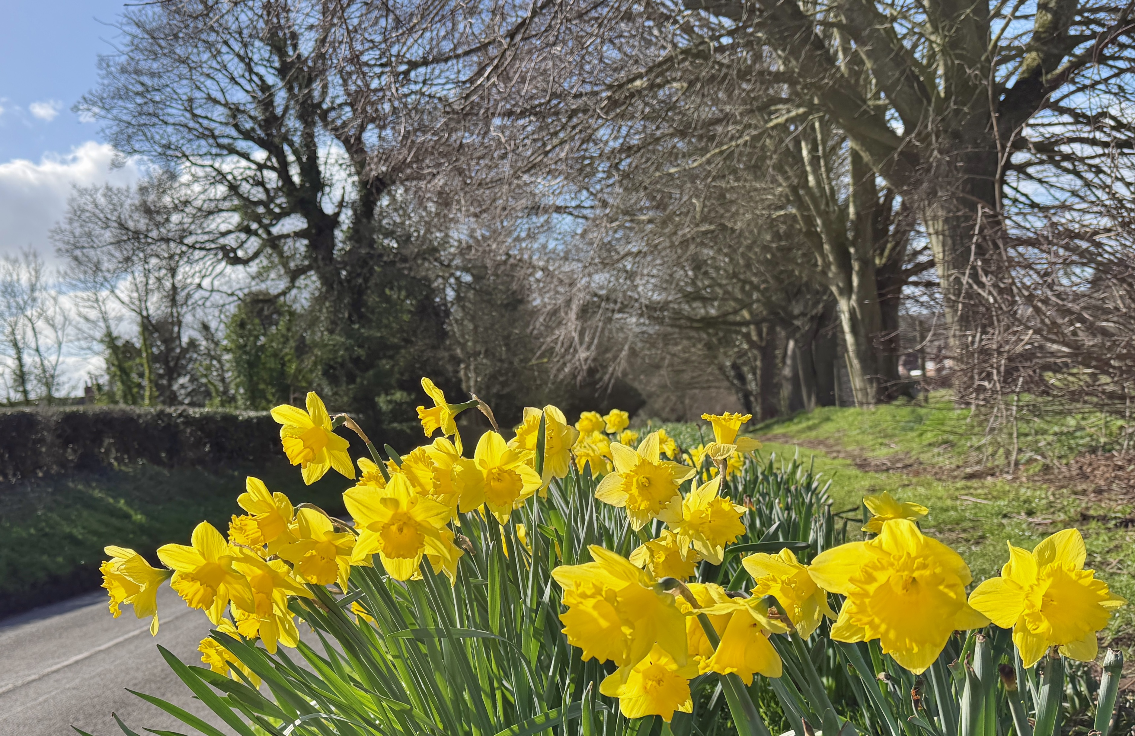 A welcome display of daffodils on the Dunsley Road.